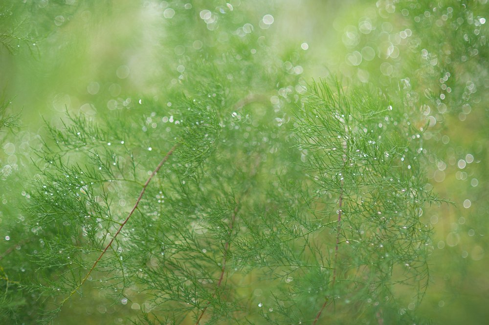 Photograph by Анастасия Ломаева