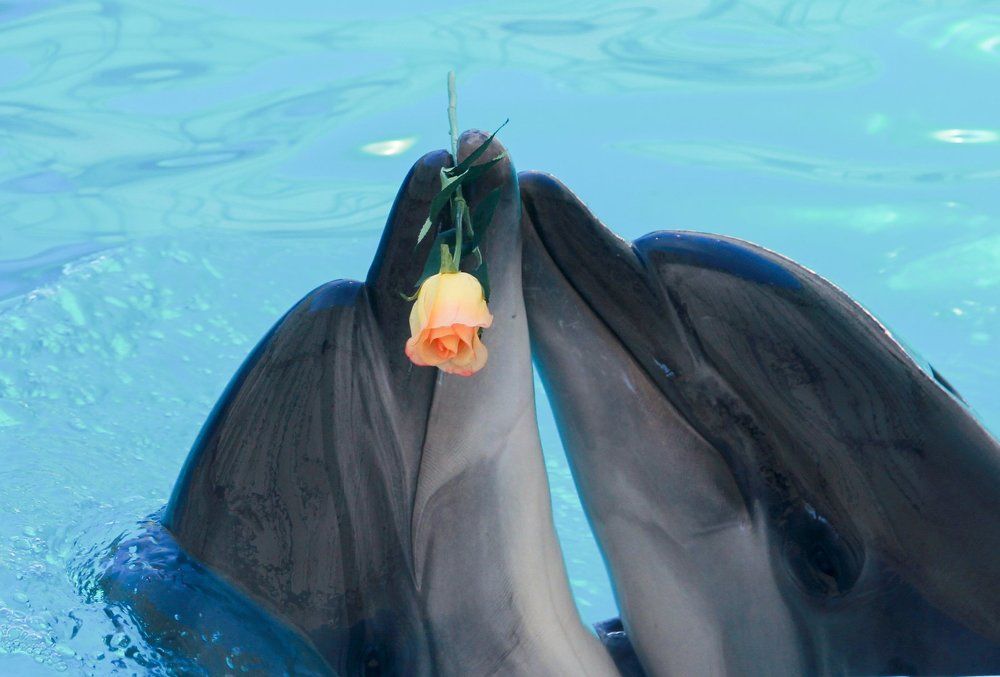 Photograph by Владимир Харчиков