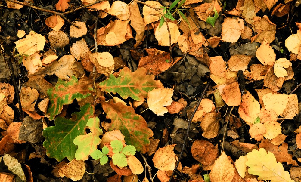 Photograph by Дворянинова Екатерина