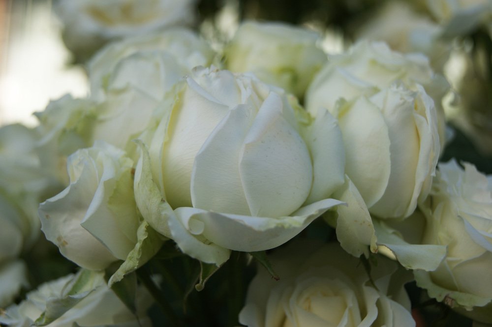 Белый букет