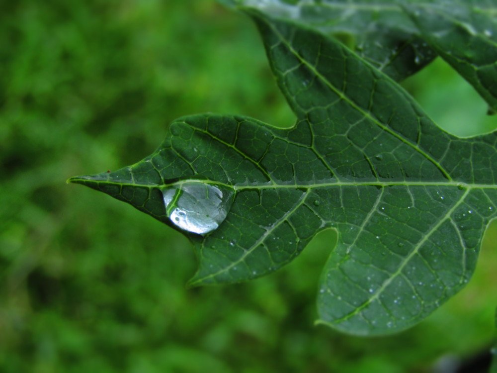 Rain drops on papaya leaf.