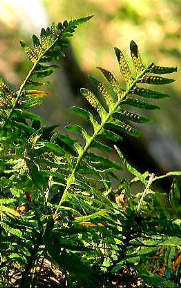 Photograph by Michelle Vaughn