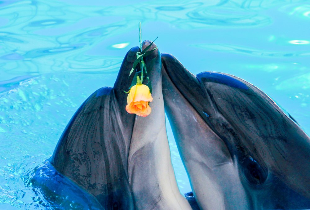 Photograph by Владимир Харчиков