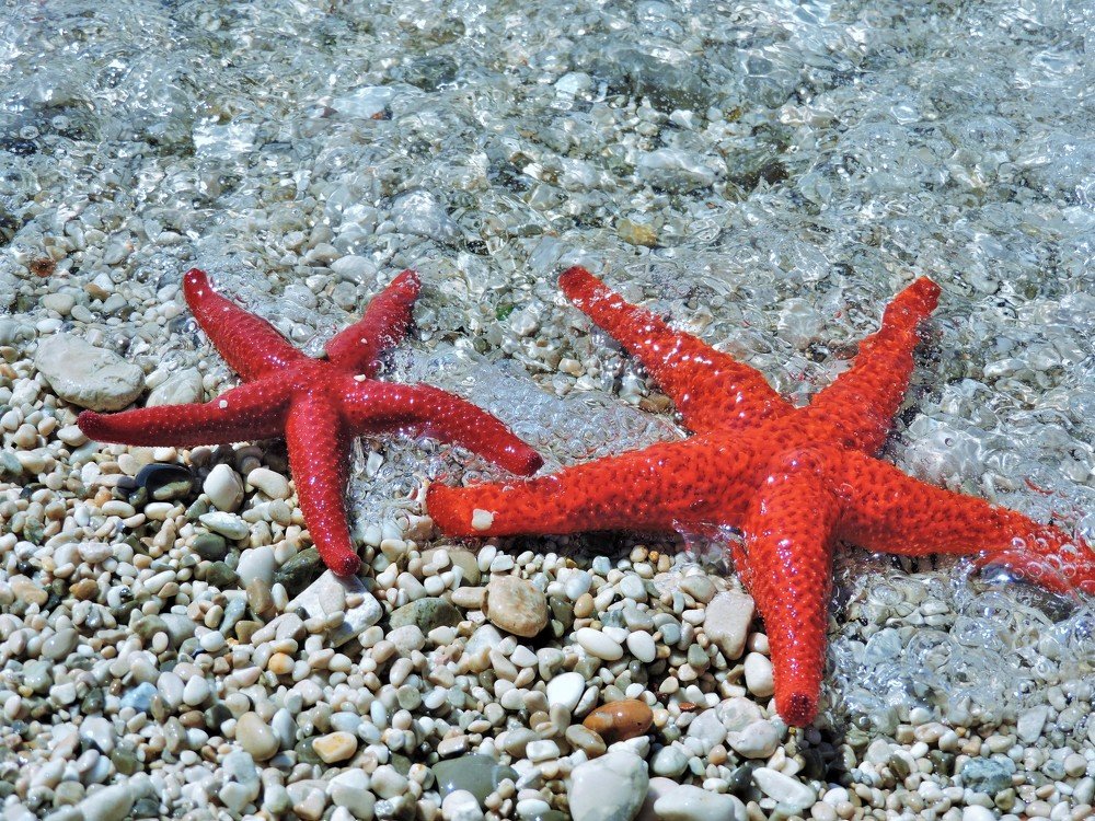 Photograph by Ija Reiman