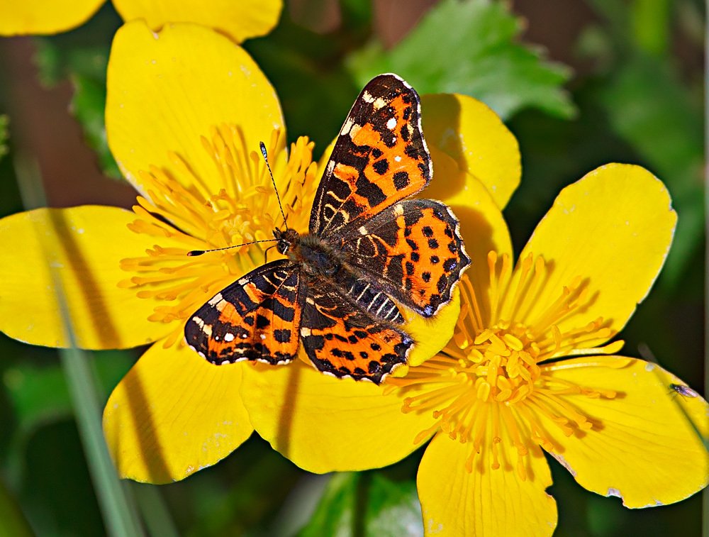 Весеннее золото