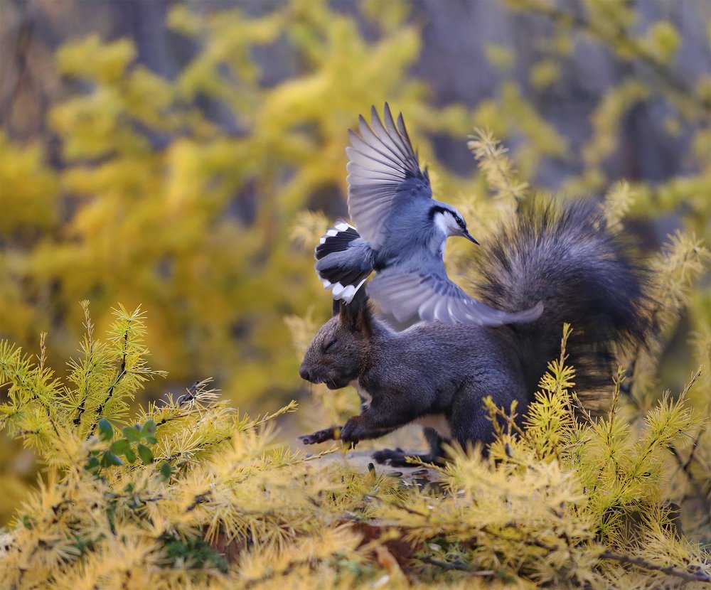 Белка и поползень