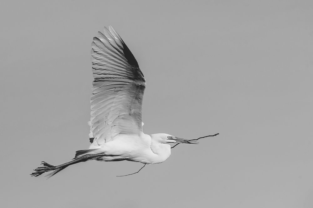 White heron nesting.