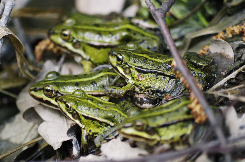 Лягушки