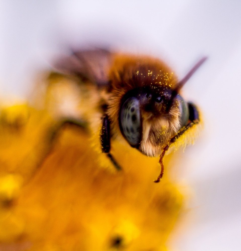 Bumblebee on a flower wipes pollen from the muzzle