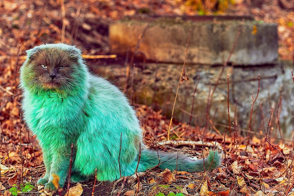 Photograph by Aliya Gabdrakhmanova