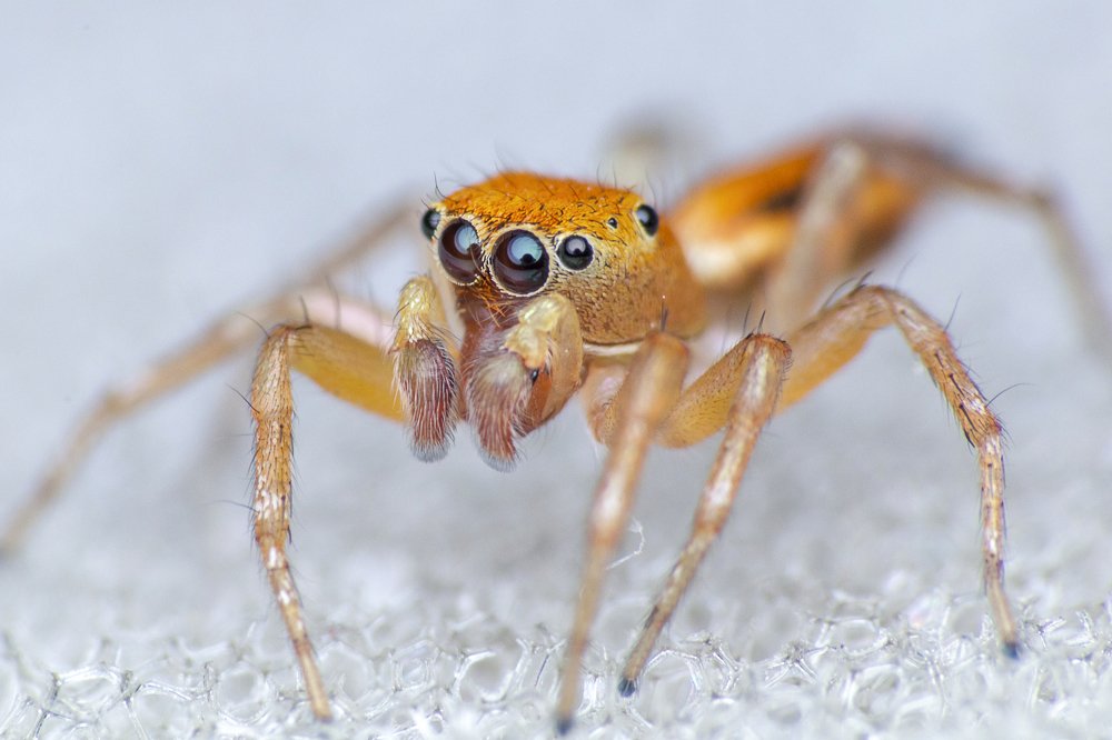 Macro Spider