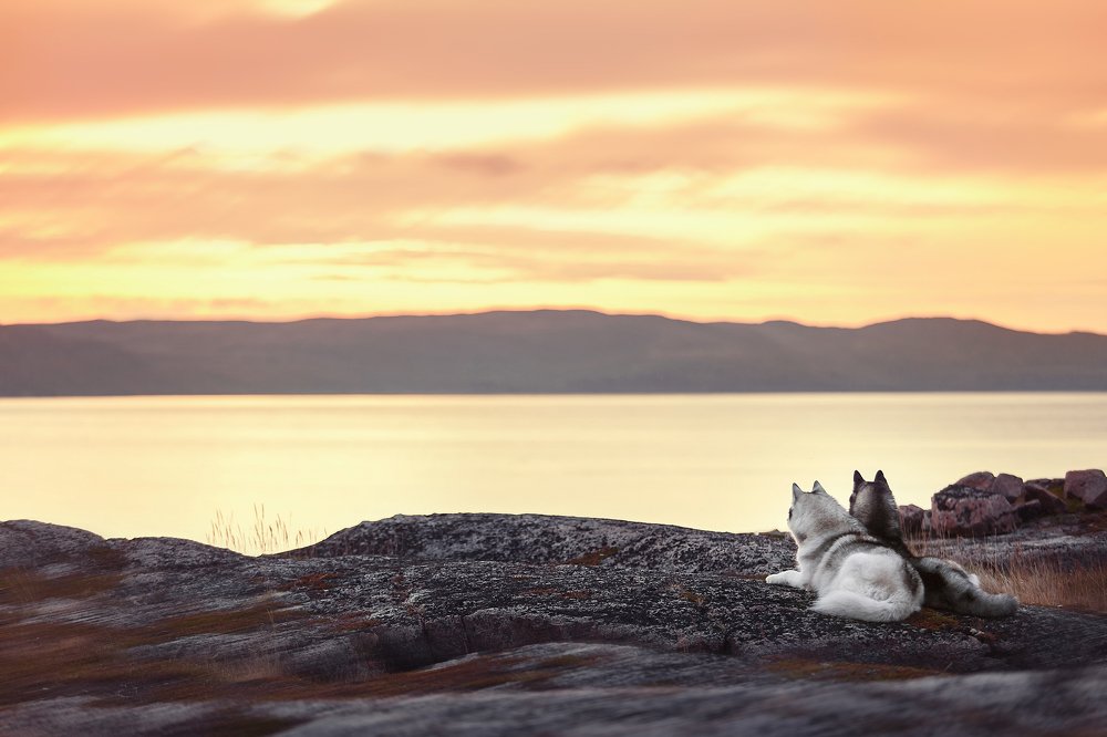 Photograph by Оксана Сироштан