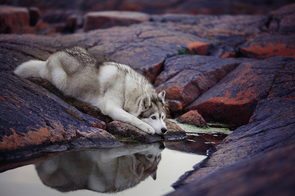 Photograph by Оксана Сироштан