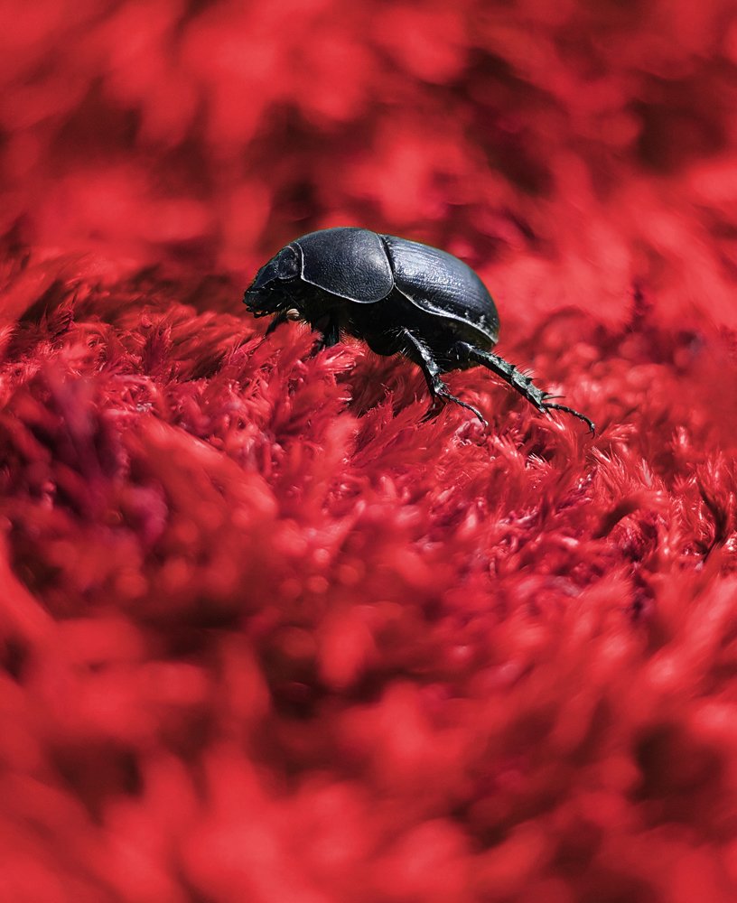 Beetle in Red