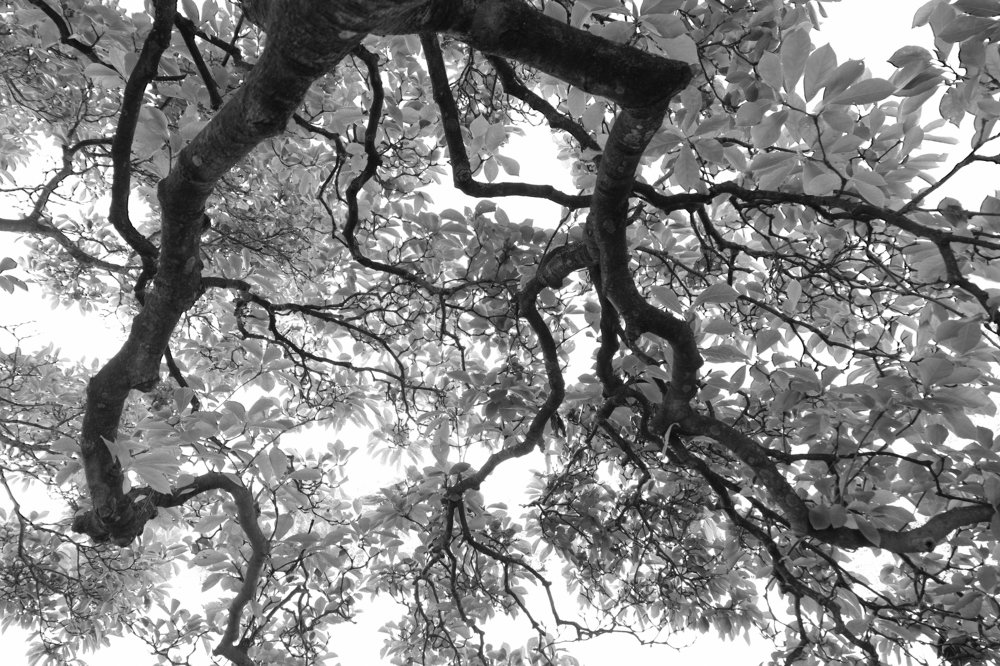 Photograph by Robert Chiorbeja