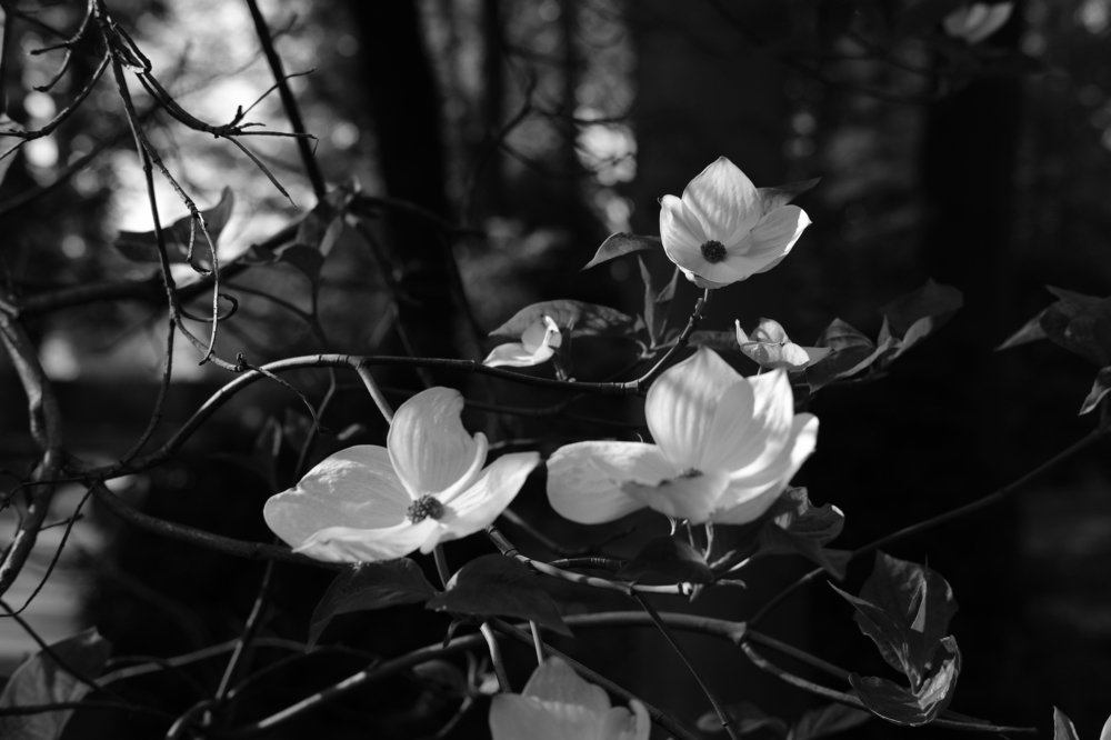 Photograph by Robert Chiorbeja