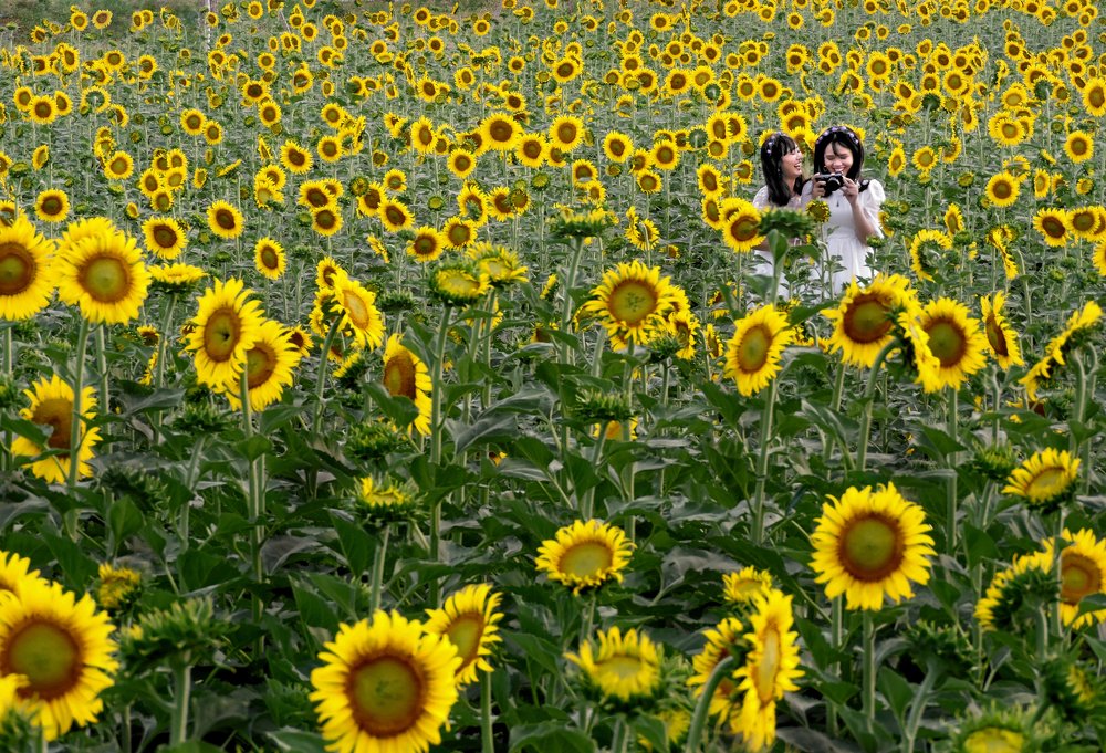 Фотография автора MINH GIẢNG PHẠM