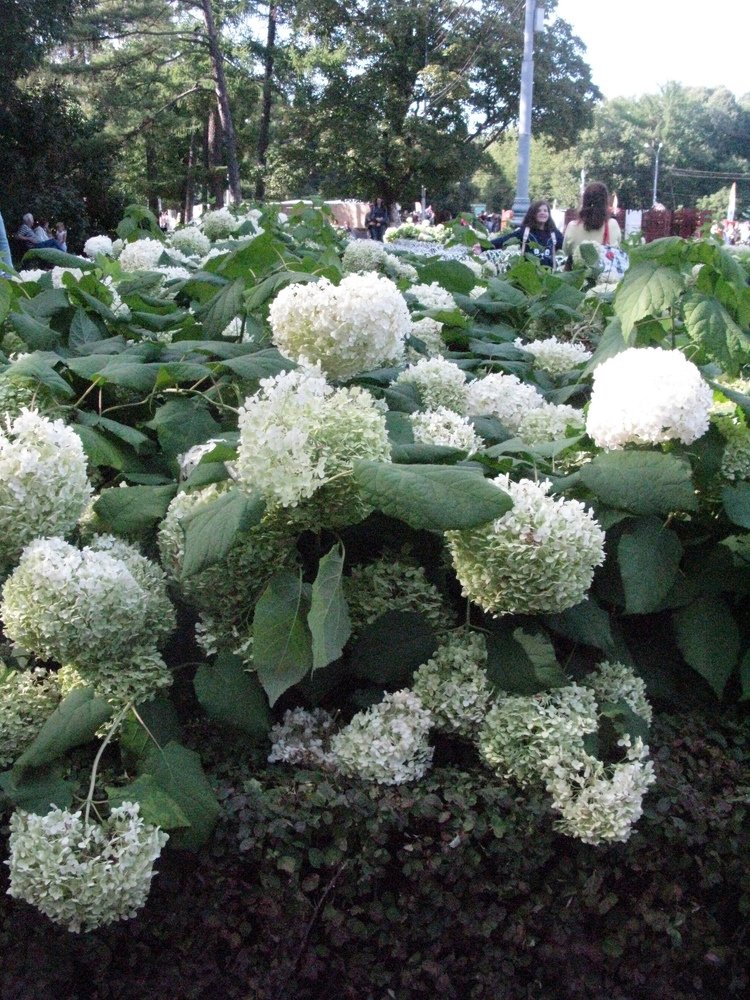 "Чудо природы"