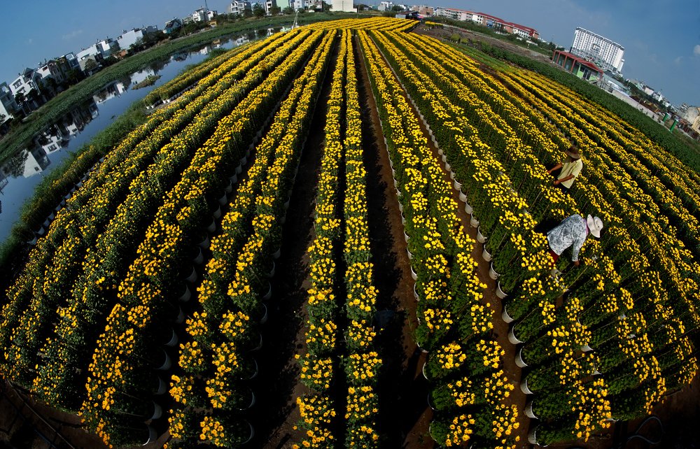 Фотография автора MINH GIẢNG PHẠM