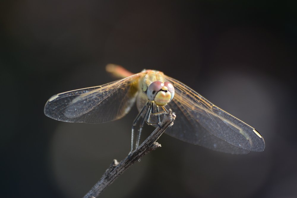 Dragonfly
