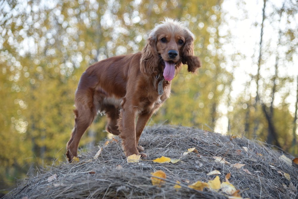Джулия. Осень.