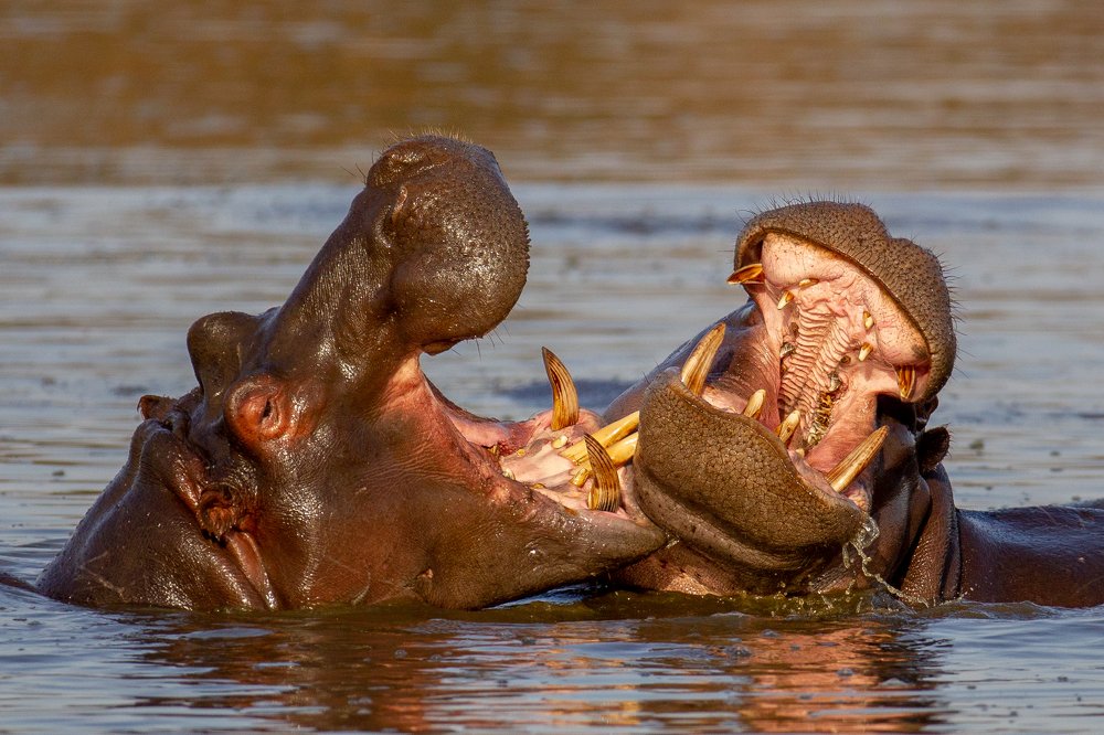 Hippo battle