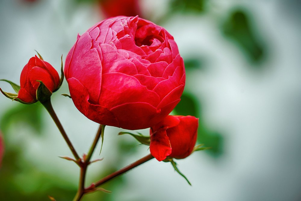 Photograph by Владимир Гречанинов