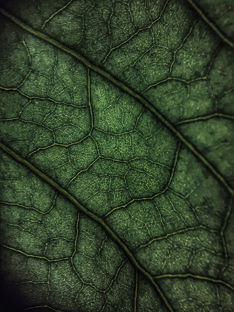 Photograph by Ольга Распопова