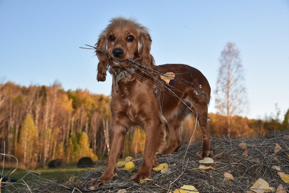 Осенний букет