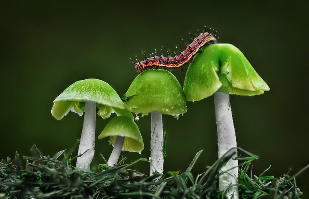 Photograph by Mario Fiorucci