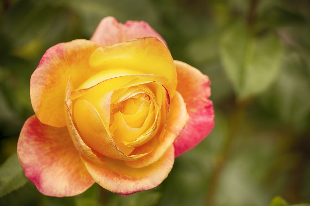 Фотография автора Владимир Гречанинов