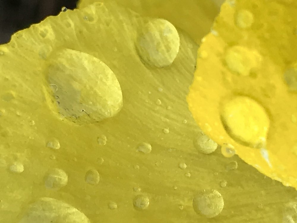 Photograph by Anca Hultoana