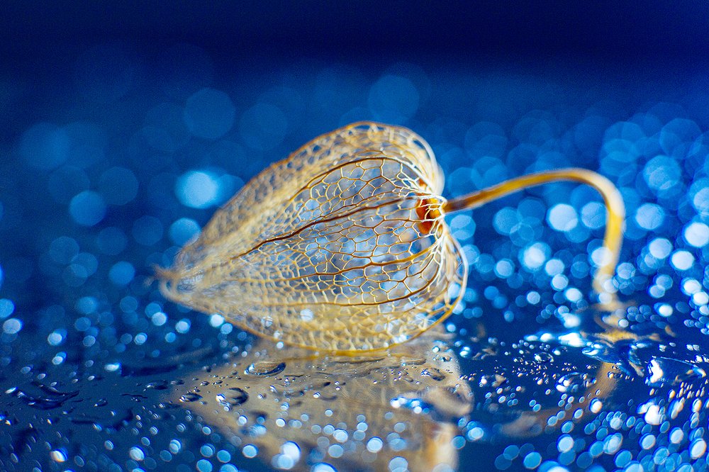 Физалис осенний арт