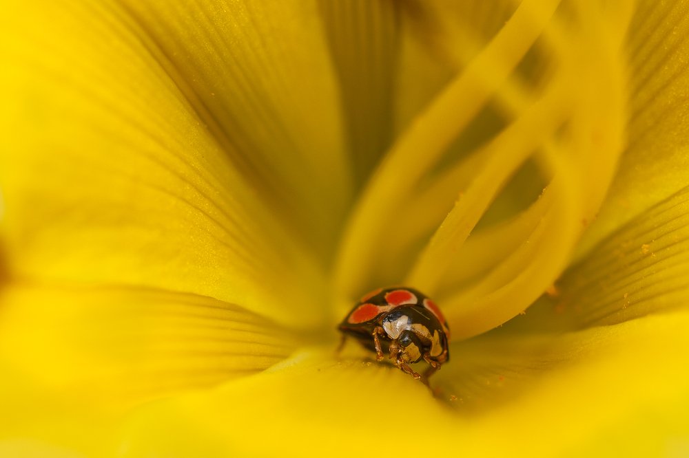 Ladybug in Yellow flower