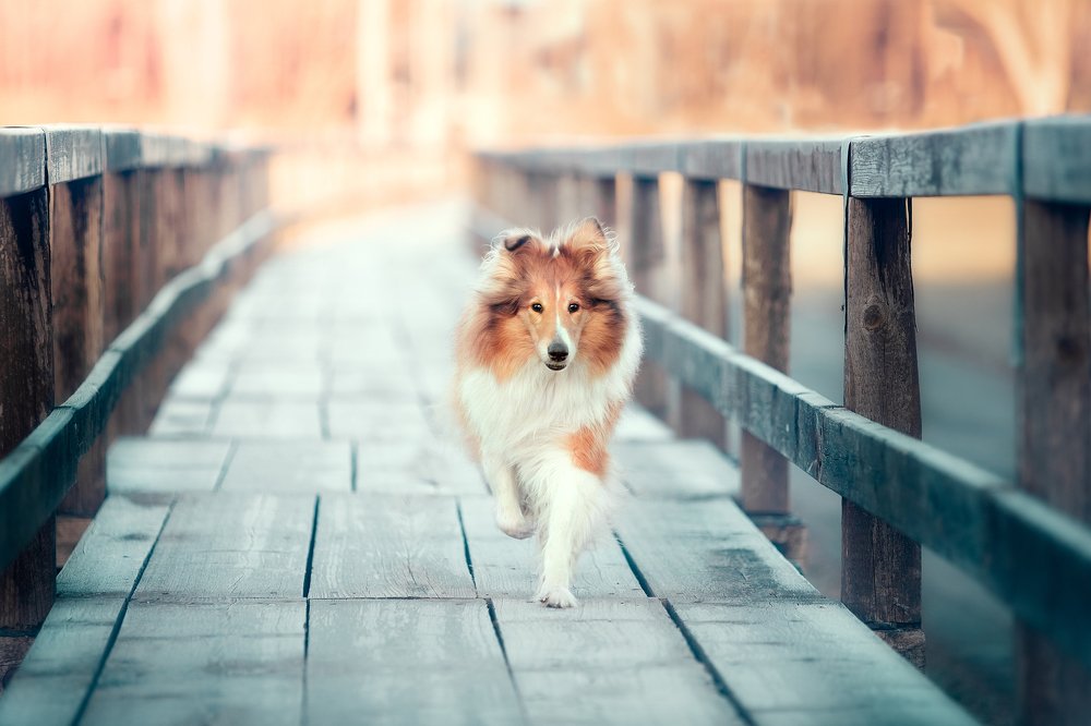 Photograph by Alisa Borodin