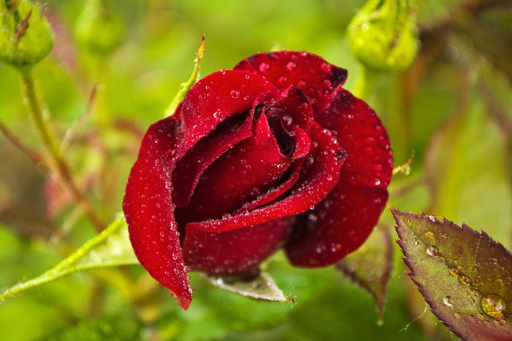 Photograph by Елена Ковалева