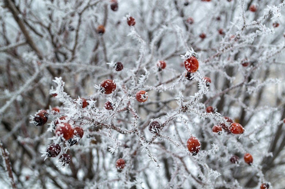 Photograph by Елена Ковалева