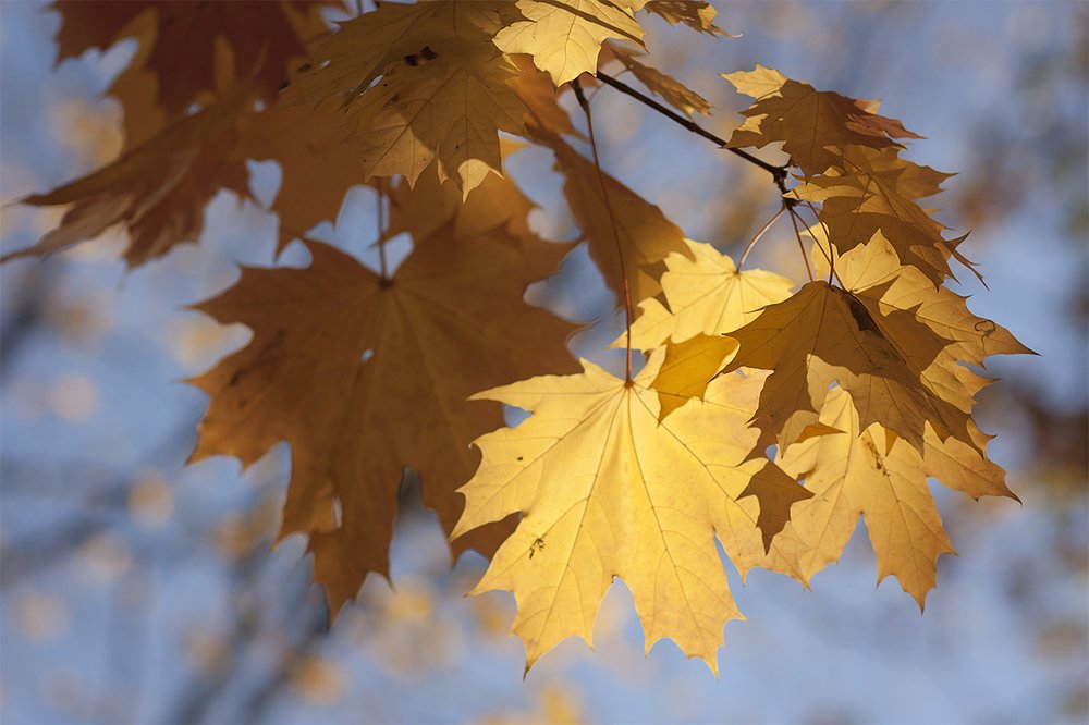 Золотая осень