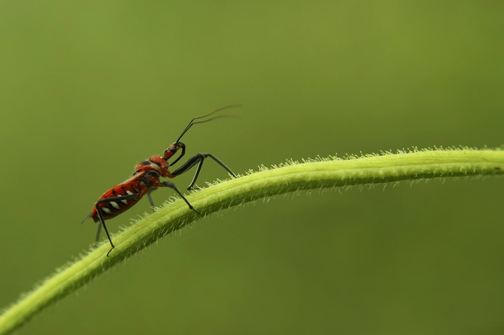 Фотография автора Hossain Mohammad Ekram