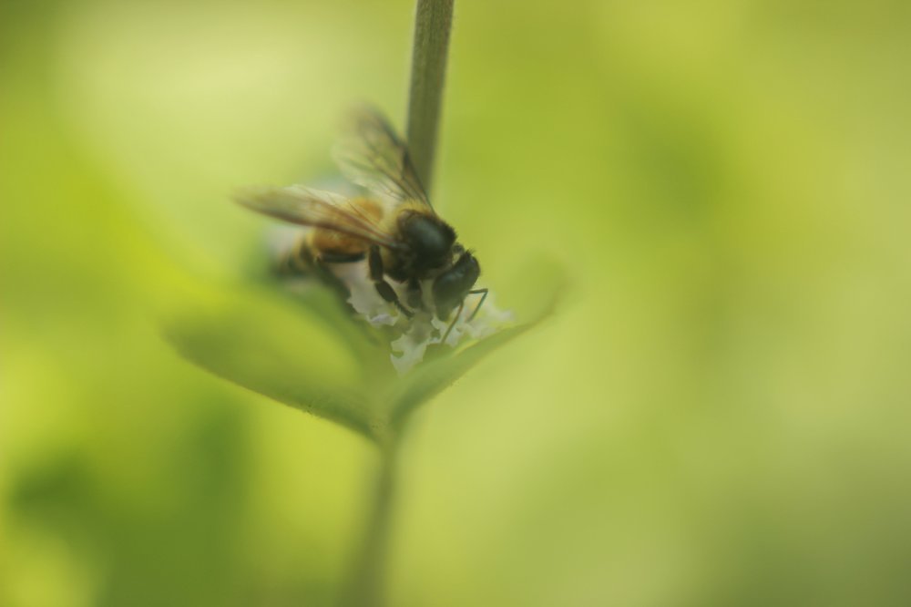 Фотография автора Hossain Mohammad Ekram