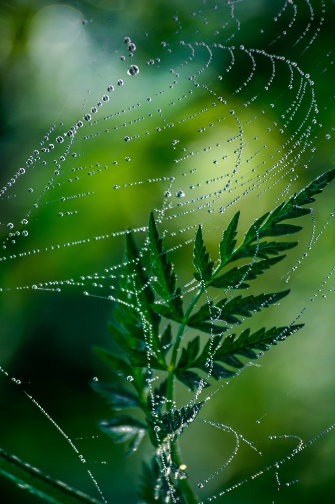 Зеленый вальс