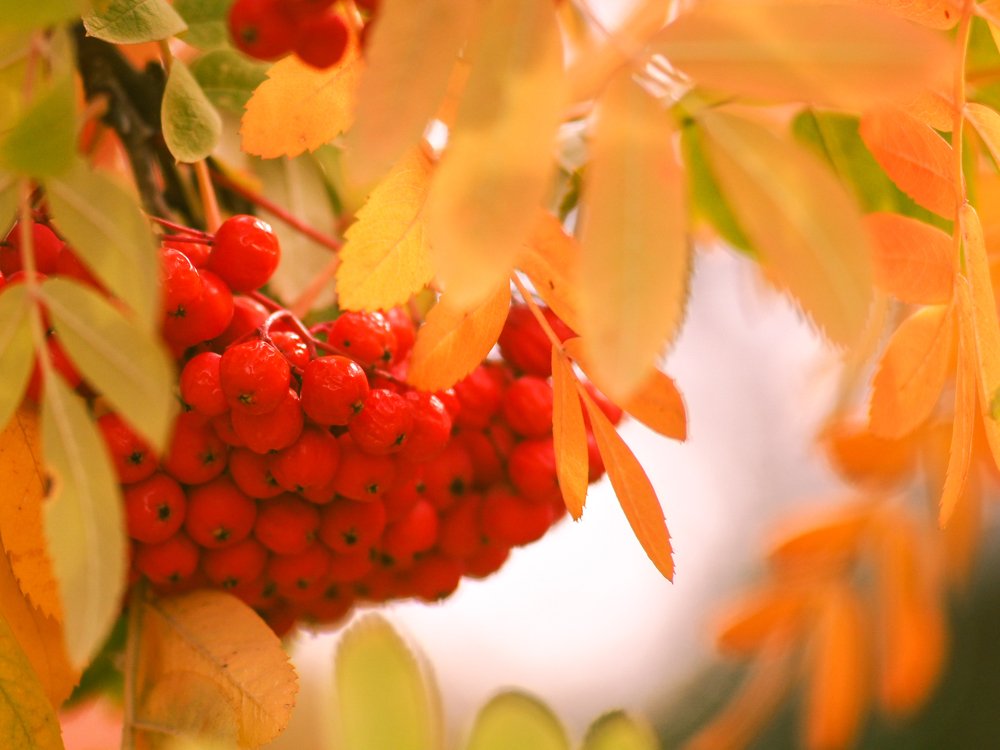 Photograph by Светлана Шибаршина