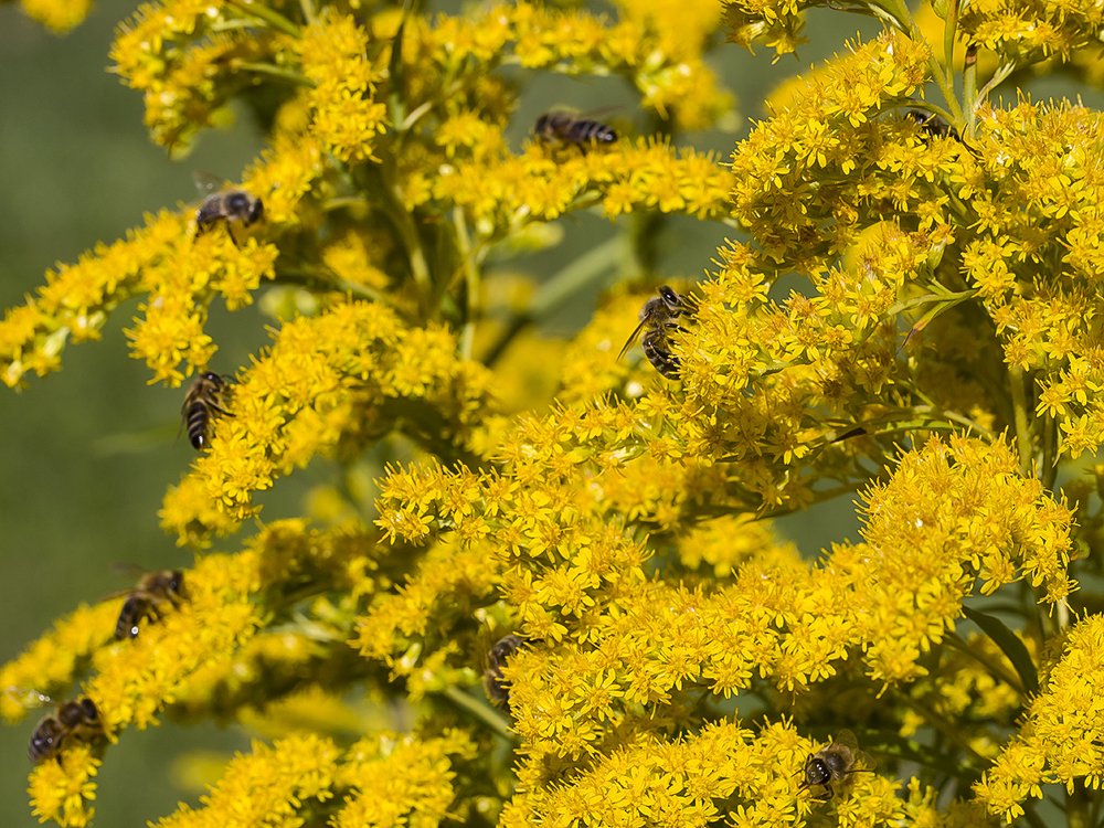 Пчелки и метелки