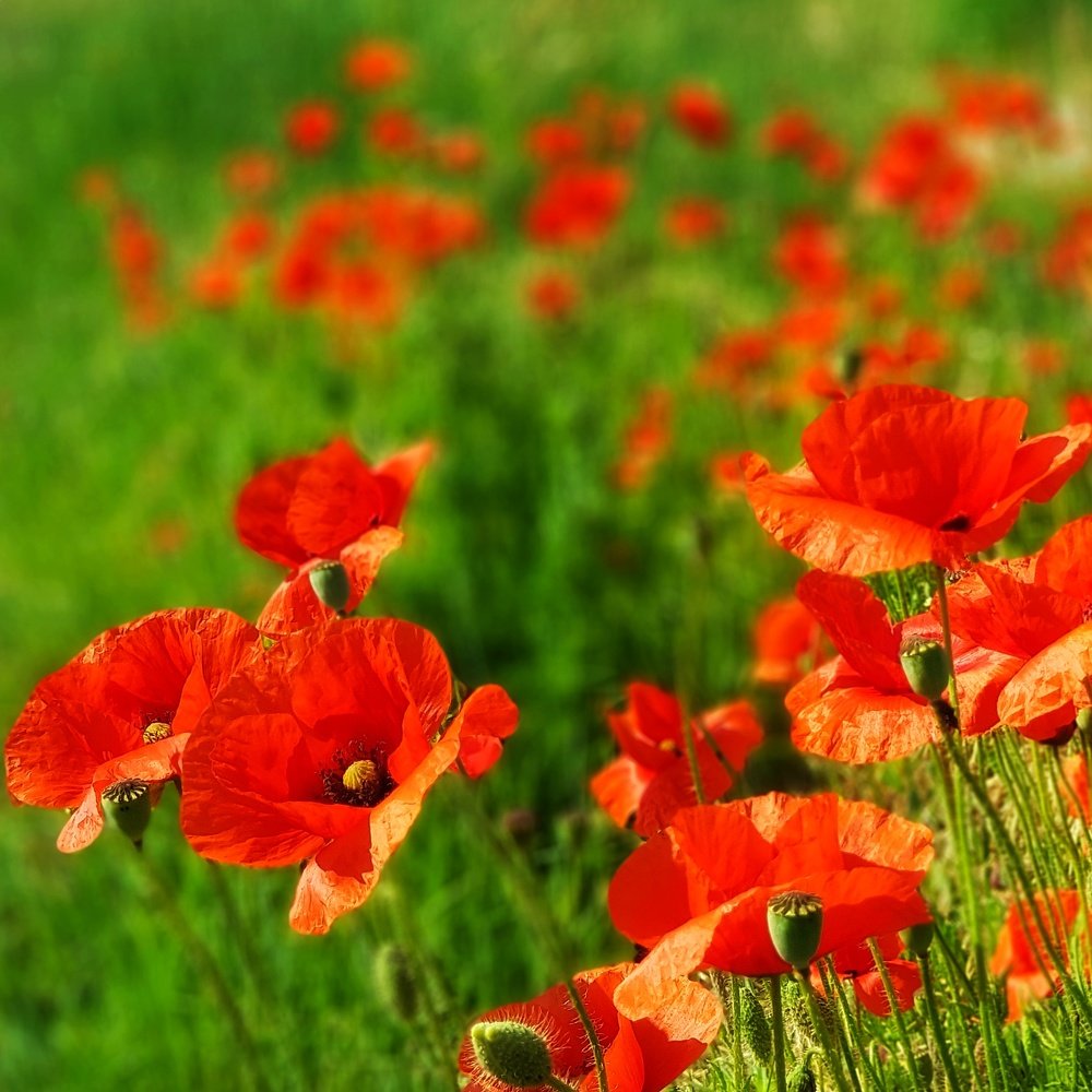 Photograph by Marcin Sokolowski - maarew