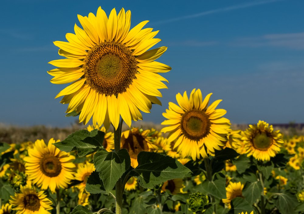 Photograph by Larisa Cekanaviсa