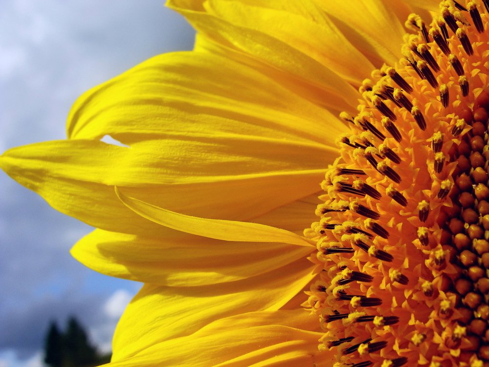 Photograph by Алька Вереск