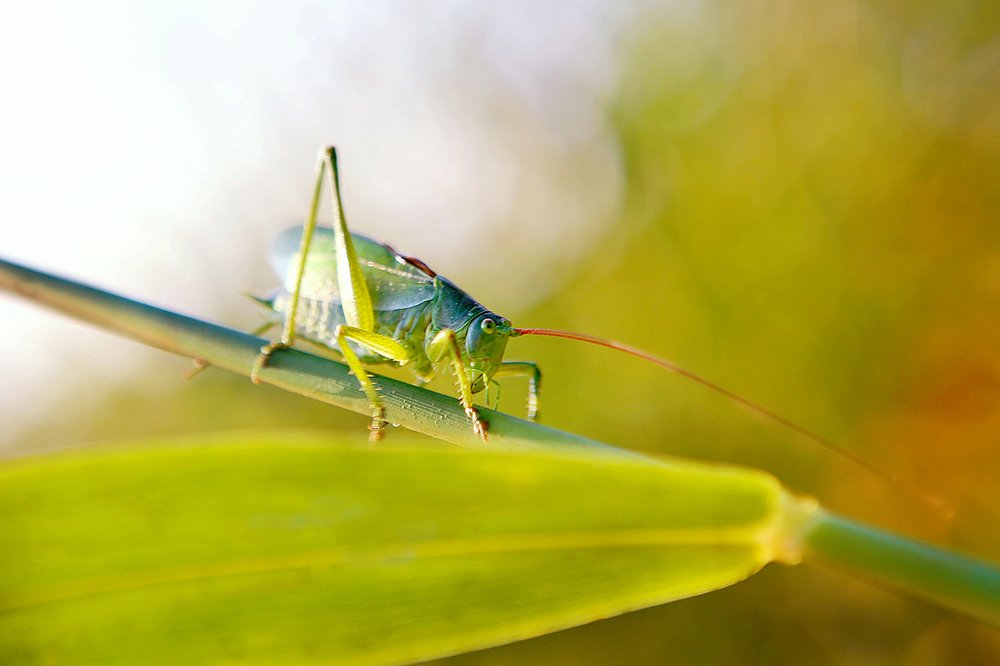 В траве сидел кузнечик.