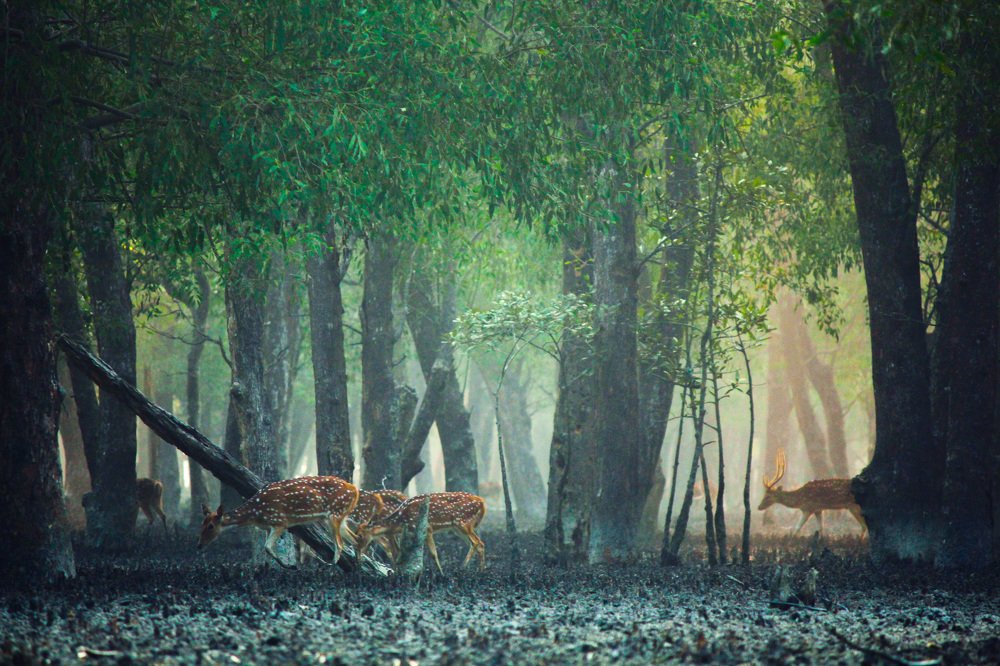 Photograph by MD.Mahmodul Hasan