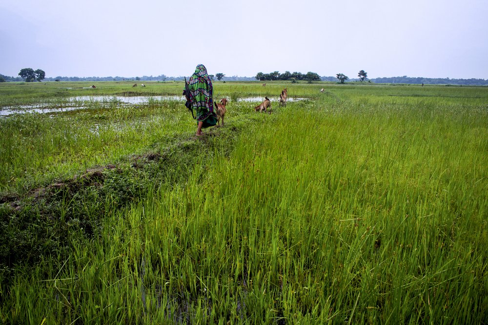 Photograph by MD.Mahmodul Hasan