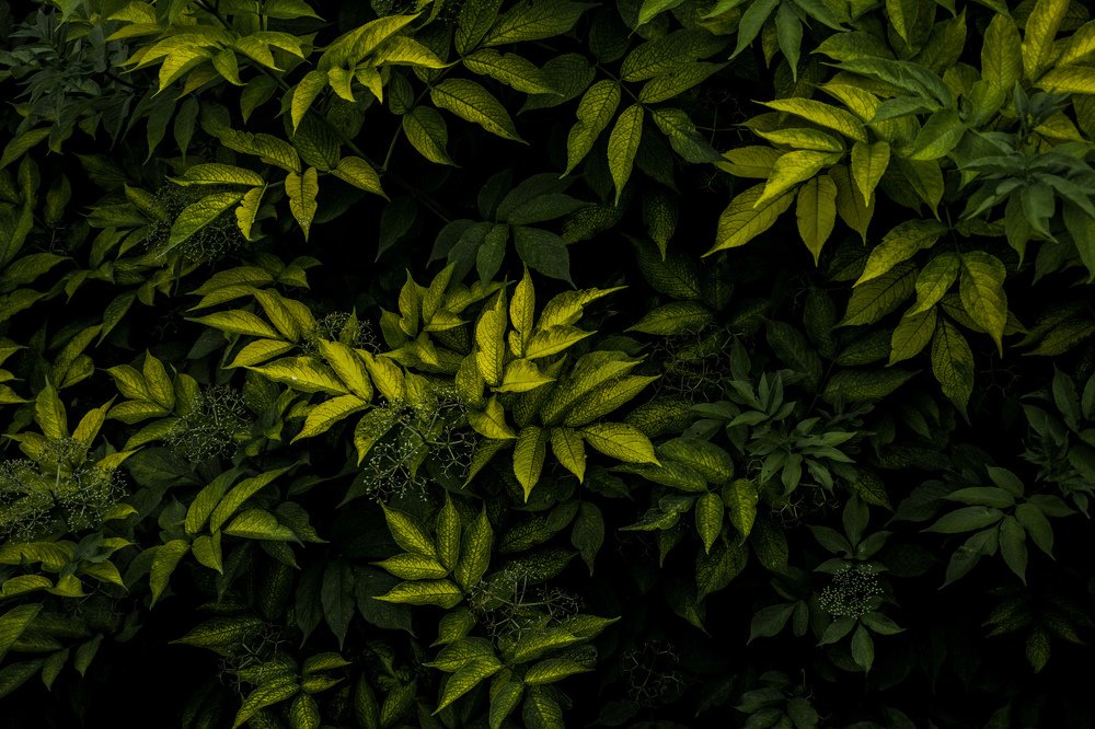 Photograph by Екатерина Качалина